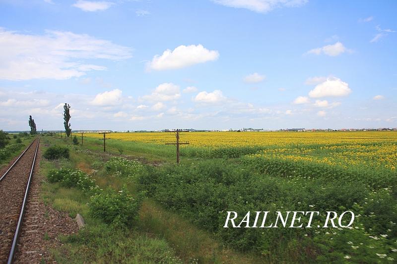 Reteaua de telegraf coboara fata de linie pe langa lanul de floarea soarelui.jpg (82.38 KiB) Vizualizat de 9782 ori Reteaua de telegraf coboara fata de linie pe langa lanul de floarea soarelui.jpg