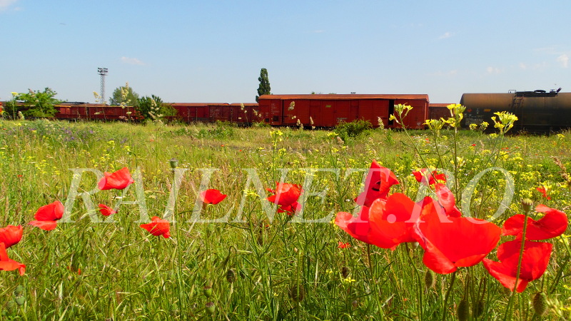 Ne luam ramas bun de la aceasta zona, plina cu maci.JPG (212.63 KiB) Vizualizat de 17223 ori Ne luam ramas bun de la aceasta zona, plina cu maci.JPG